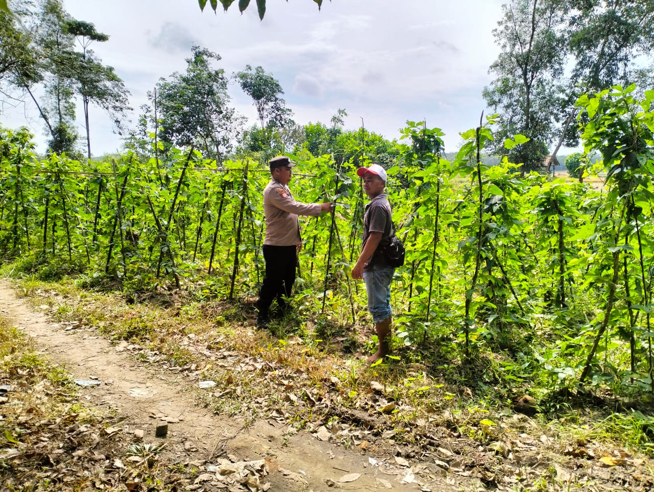 Polsek BMT melaksanakan monitoring dan pendampingan kepada para petani.