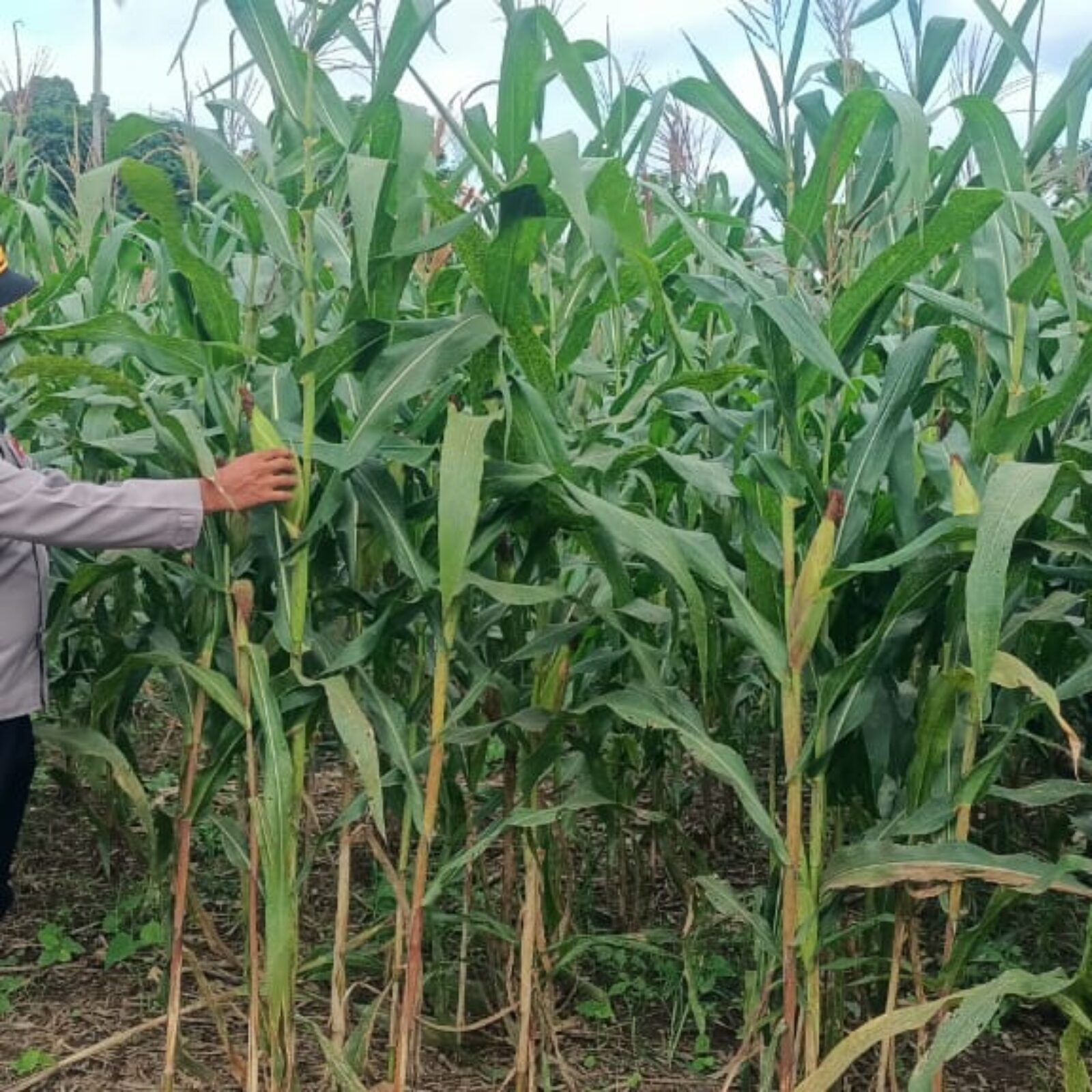 IPDA Alim Susilo monitoring ketahanan pangan tanaman jagung di desa binaan.