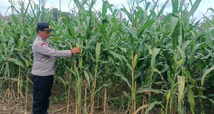 IPDA Alim Susilo monitoring ketahanan pangan tanaman jagung di desa binaan.