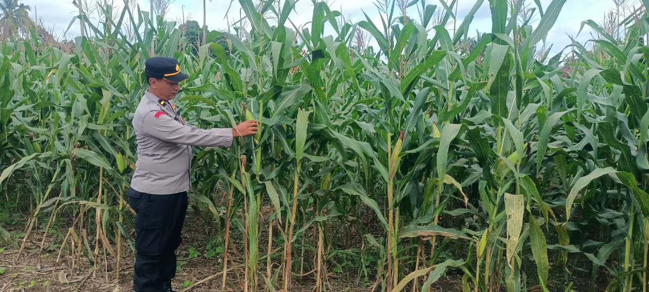IPDA Alim Susilo monitoring ketahanan pangan tanaman jagung di desa binaan.