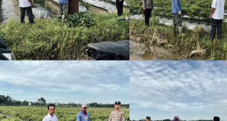 Brigadir Asep Dwi Pramono melaksanakan pengecekan ketahanan pangan tanaman cabe.