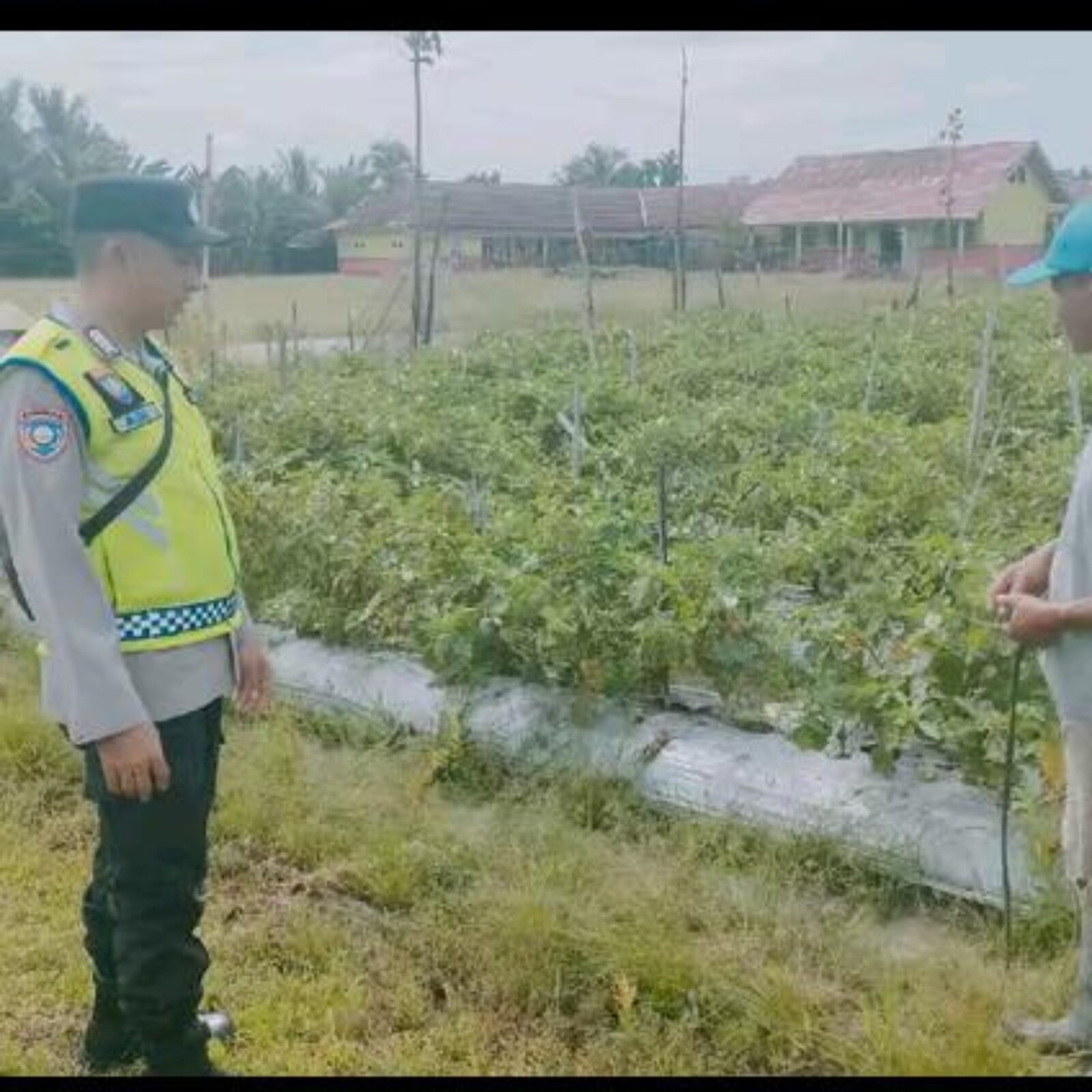Giat monitoring tanaman pangan.