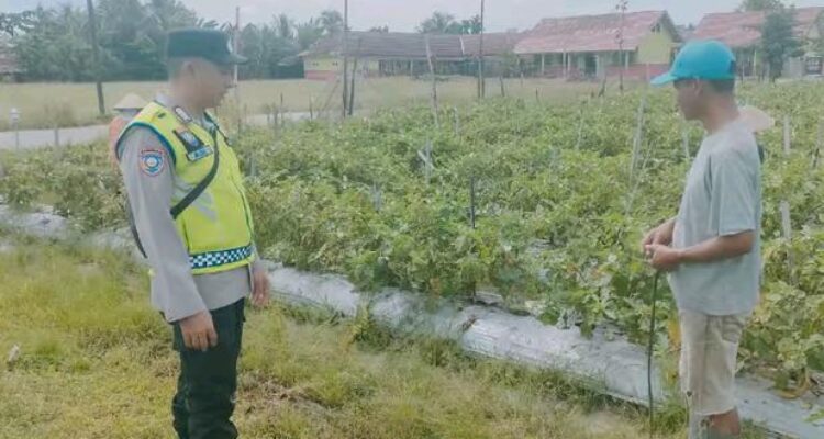 Giat monitoring tanaman pangan.