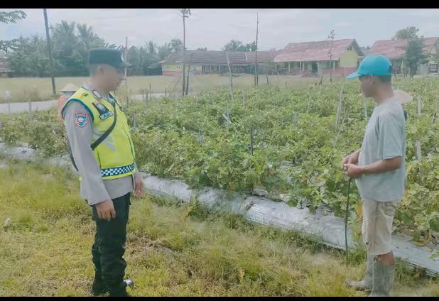 Giat monitoring tanaman pangan.