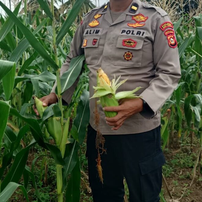 Panen jagung di Desa Binaan.