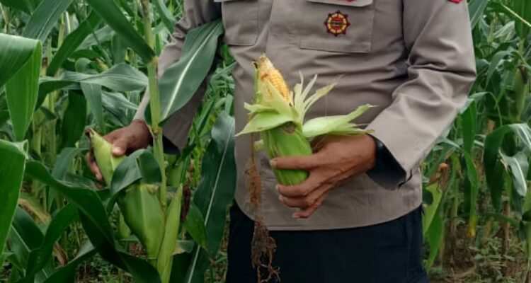 Panen jagung di Desa Binaan.