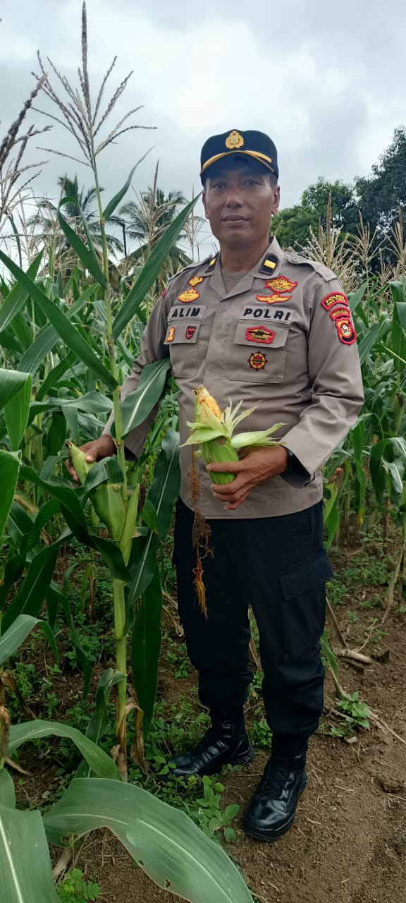 Panen jagung di Desa Binaan.