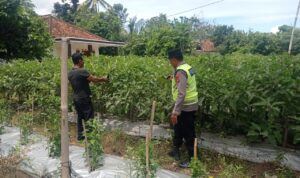 Giat pembinaan dan pendampingan Polsek BMT kepada petani.