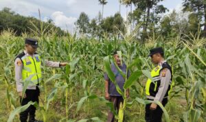 Personel Polsek BMT memberikan pembinaan dan pendampingan kepada petani.