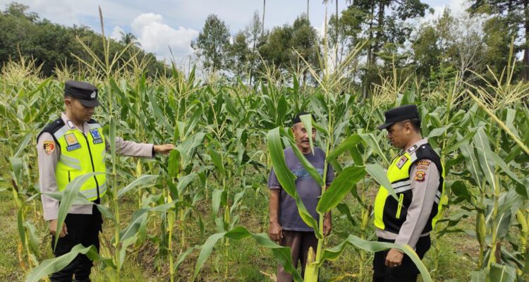 Giat pembinaan dan pendampingan petani jagung di Wilkum Polsek BMT.