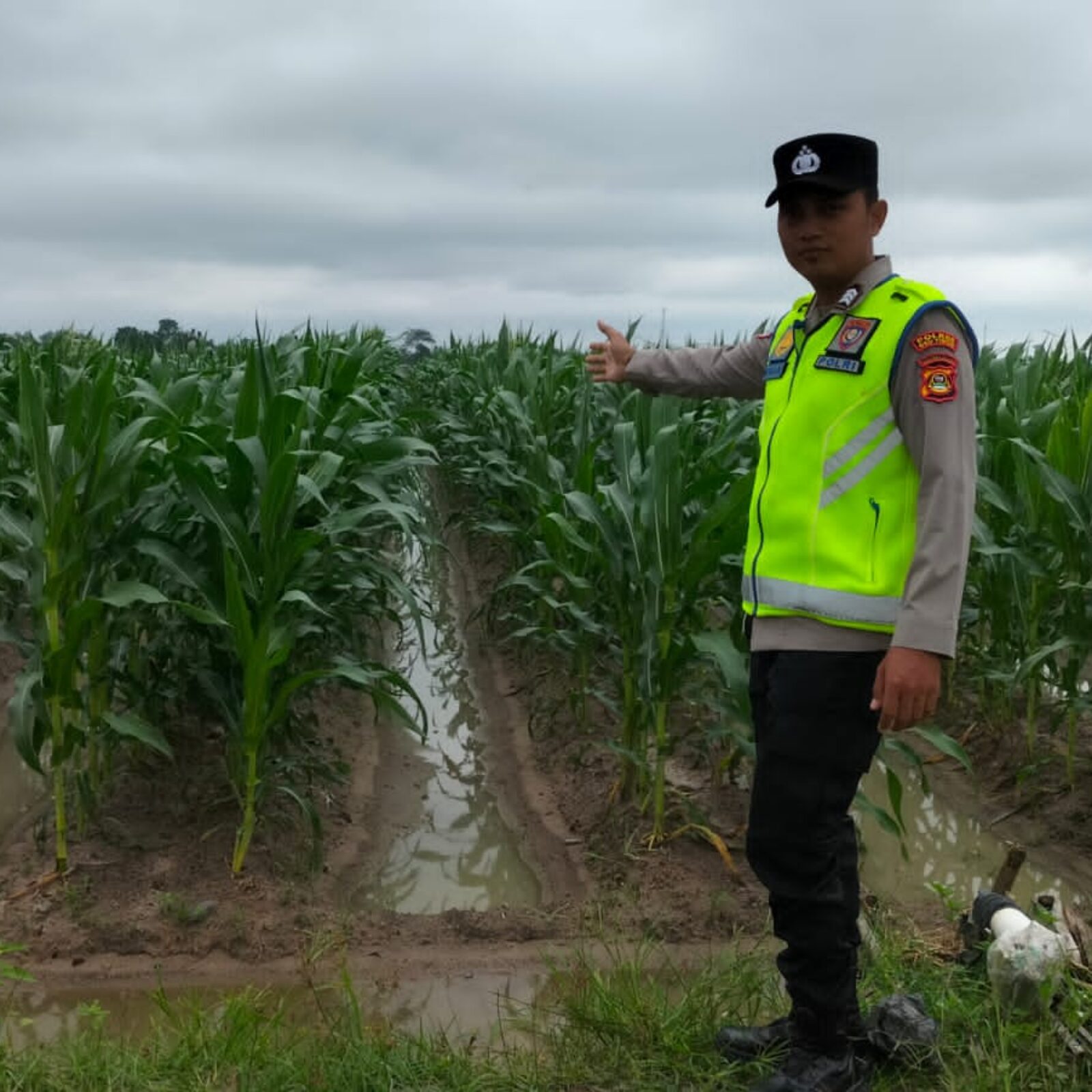 Personel Polsek BMT melaksanakan monitoring ketahanan pangan tanaman jagung.