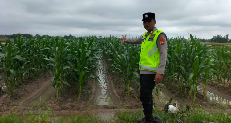 Personel Polsek BMT melaksanakan monitoring ketahanan pangan tanaman jagung.