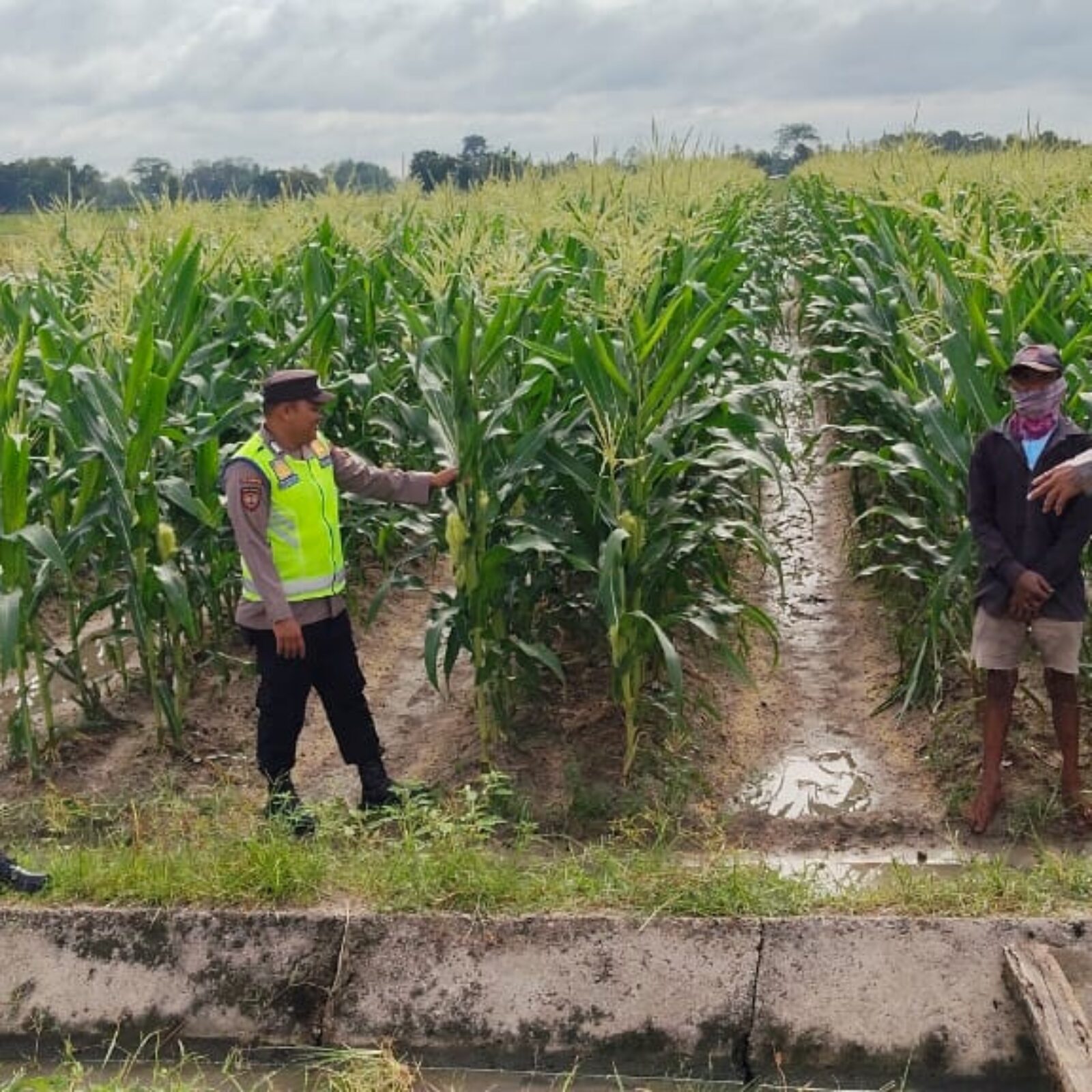 Personel Polsek BMT melaksanakan monitoring tanaman ketahanan pangan, sekaligus pendampingan kepada petani jagung.