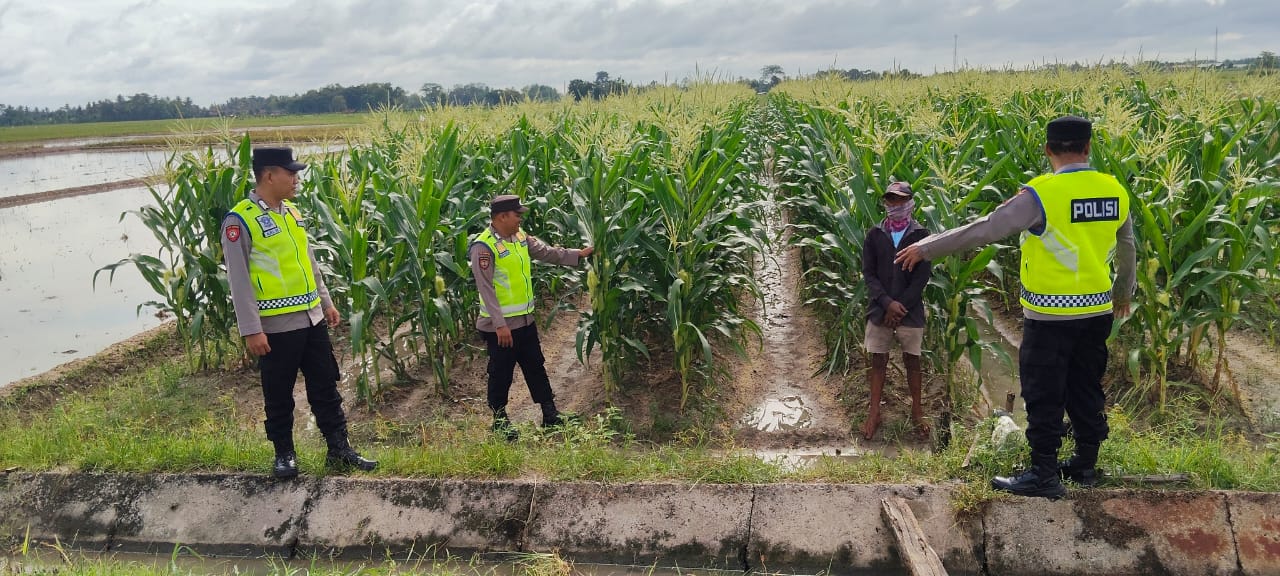 Personel Polsek BMT melaksanakan monitoring tanaman ketahanan pangan, sekaligus pendampingan kepada petani jagung.