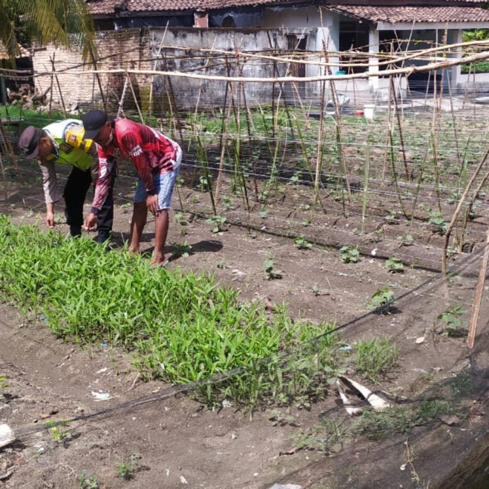 Giat pembinaan dan pendampingan petani manfaatkan pekarangan rumah.