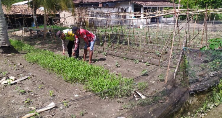 Giat pembinaan dan pendampingan petani manfaatkan pekarangan rumah.