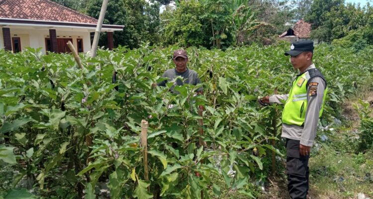 Giat monitoring, dan pendampingan Polsek BMT kepada petani.