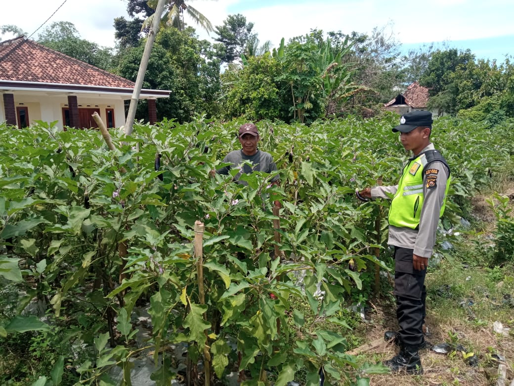 Giat monitoring, dan pendampingan Polsek BMT kepada petani.