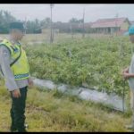 Giat monitoring ketahanan pangan Polsek BMT.