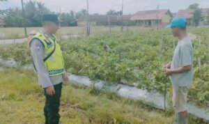Giat monitoring ketahanan pangan Polsek BMT.