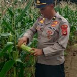 Giat monitoring ketahanan pangan Polsek BMT.