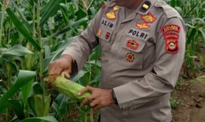 Giat monitoring ketahanan pangan Polsek BMT.