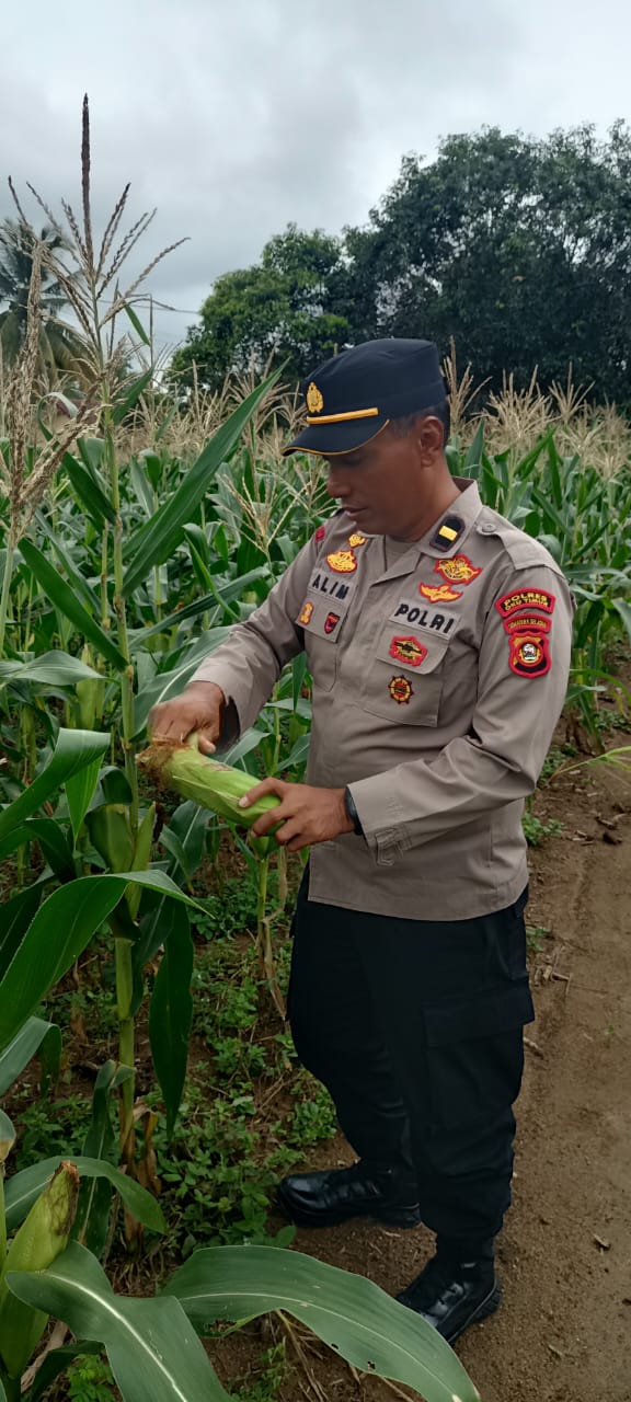 Giat monitoring ketahanan pangan Polsek BMT.