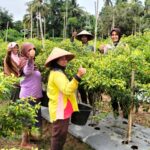 Tanaman cabe desa binaan Polsek Busy Madang Timur (BMT) tumbuh subur.