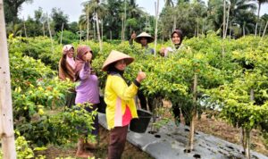 Tanaman cabe desa binaan Polsek Busy Madang Timur (BMT) tumbuh subur.