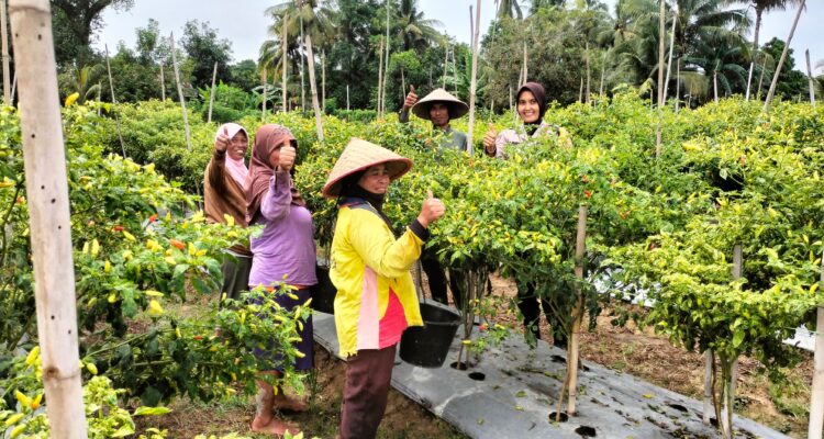 Tanaman cabe desa binaan Polsek Busy Madang Timur (BMT) tumbuh subur.