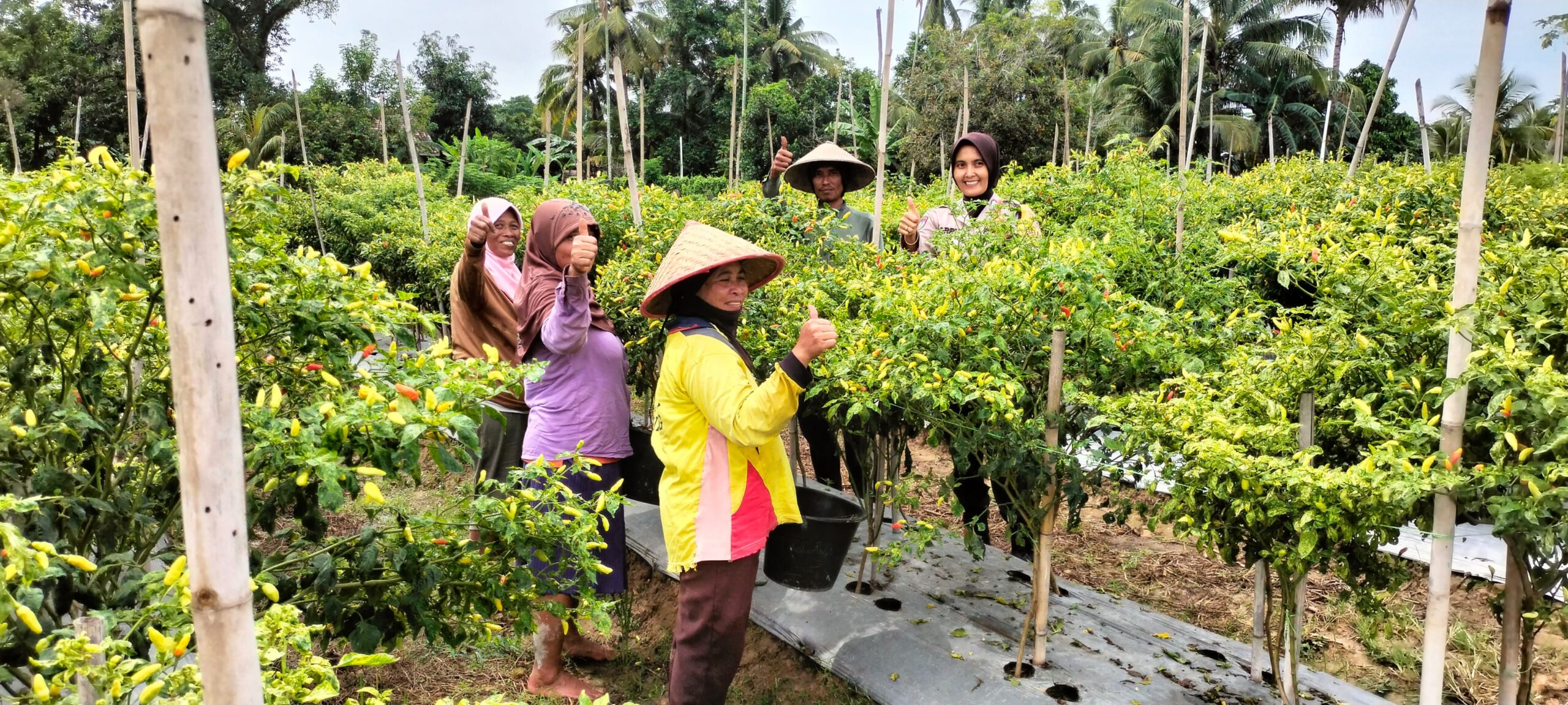 Tanaman cabe desa binaan Polsek Busy Madang Timur (BMT) tumbuh subur.