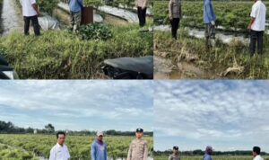 Giat monitoring ketahanan pangan, dalam rangka mewujudkan ketahanan pangan.