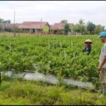 Personel Polsek BMT lakukan monitoring ketahanan pangan.