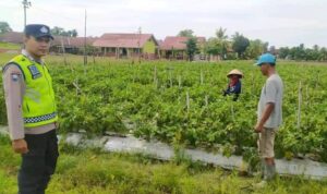 Personel Polsek BMT memberikan pembinaan dan pendampingan kepada petani.