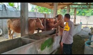 Monitoring ketahanan pangan peternakan sapi di desa binaan Polsek BMT dalam mewujudkan ketahanan pangan nasional.