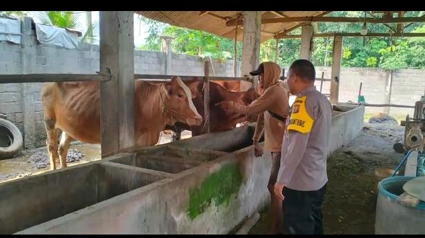 Giat monitoring, pendampingan, dan pembinaan peternak sapi.