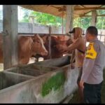 Personel Polsek Buay Madang Timur (BMT) melaksanakan monitoring ketahanan pangan ternak sapi.