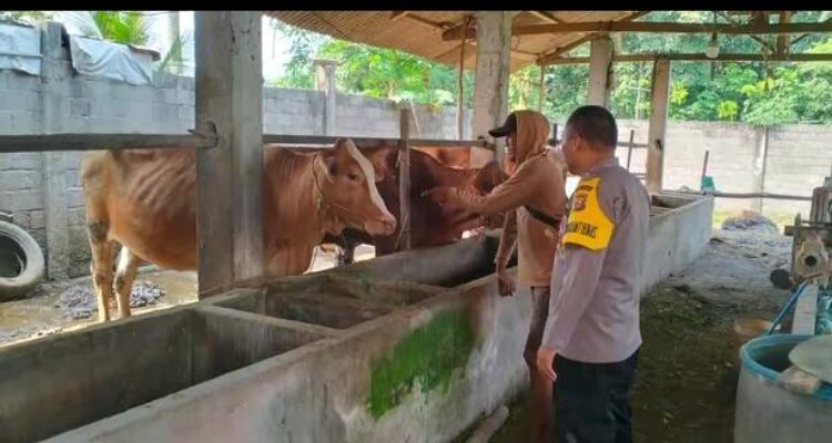 Personel Polsek Buay Madang Timur melaksanakan pembinaan dan bimbingan kepada peternak sapi.