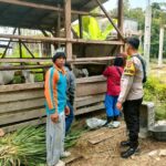 Personel Polsek BMT melaksanakan monitoring, pembinaan dan pendampingan bagi peternak sapi.