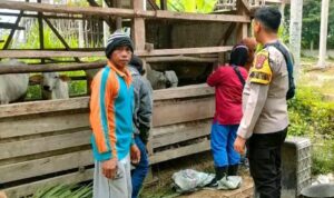 Personel Polsek BMT melaksanakan monitoring, pembinaan dan pendampingan kepada peternak sapi.