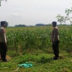 Personel Polsek Buay Madang Timur ( BMT) melaksanakan monitoring ketahanan pangan, serta memberikan pembinaan dan bimbingan kepada petani.