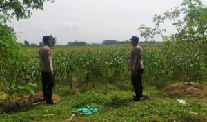 Personel Polsek BMT monitoring tanaman palawija, dalam rangka mewujudkan ketahanan pangan.