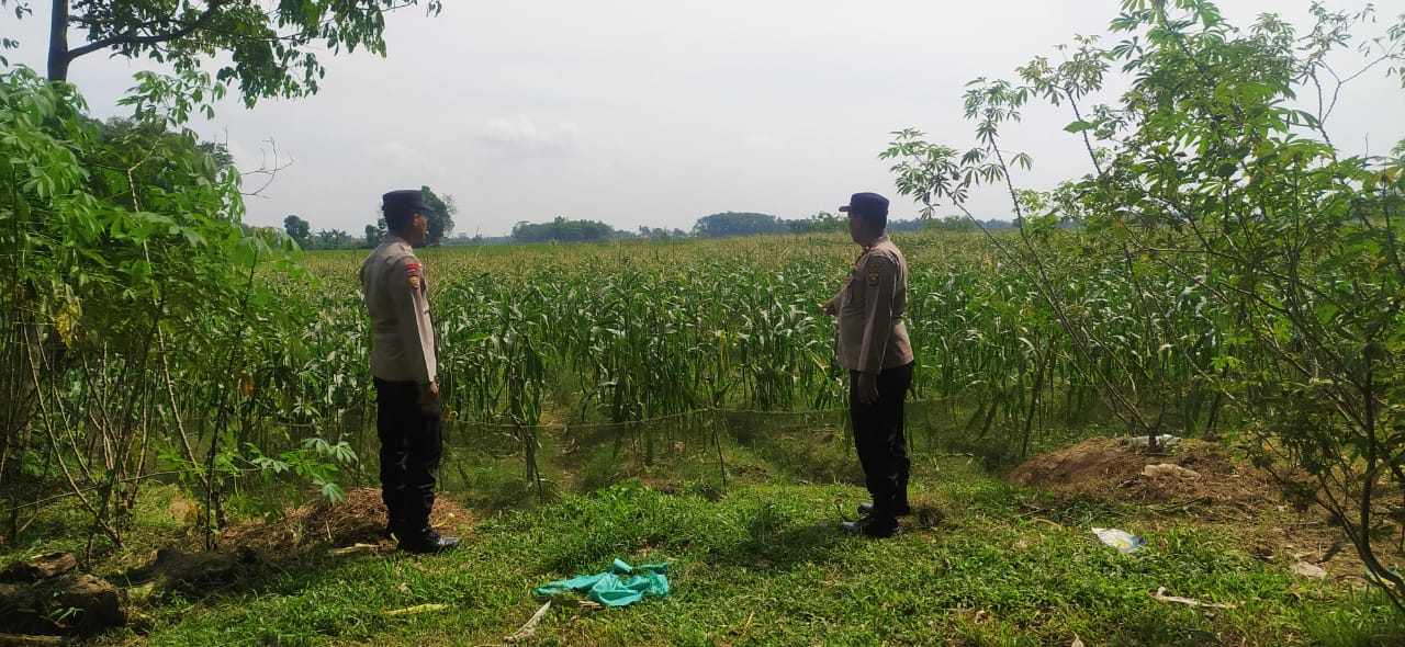 Personel Polsek BMT monitoring tanaman palawija, dalam rangka mewujudkan ketahanan pangan.