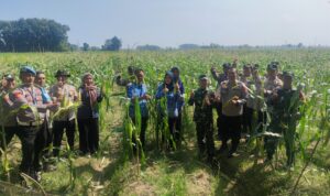 Giat monitoring tanaman ketahanan pangan.