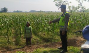 Personel Polsek BMT bina dan dampingi petani, wujudkan ketahanan pangan.