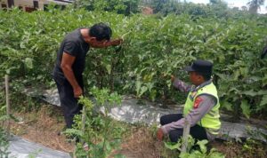Tingkatkan produktivitas hasil pertanian, personel Polsek BMT berikan pembinaan dan pendampingan kepada petani.