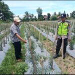 Personel Polsek Buay Madang Timur (BMT) memberikan pembinaan dan pendampingan petani cabe, dalam rangka mewujudkan ketahanan pangan.