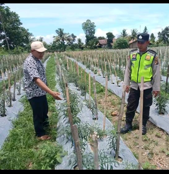 Personel Polsek Buay Madang Timur (BMT) memberikan pembinaan dan pendampingan petani cabe, dalam rangka mewujudkan ketahanan pangan.