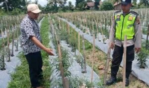 Personel Polsek BMT melaksanakan giat monitoring ketahanan pangan, tanaman cabe di desa binaan, dalam rangka mewujudkan ketahanan pangan.