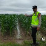 Personel Polsek Buay Madang Timur (BMT) melaksanakan giat monitoring tanaman ketahanan pangan, serta melaksanakan pembinaan dan pendampingan.